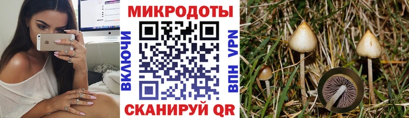 Псилоцибиновые грибы Cubensis  мега как войти  Суоярви 